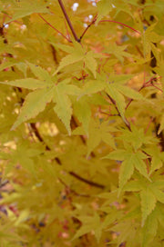 - Acer palmatum 'Winter Orange' Orange Coral Bark Japanese Maple - Mr Maple │ Buy Japanese Maple Trees