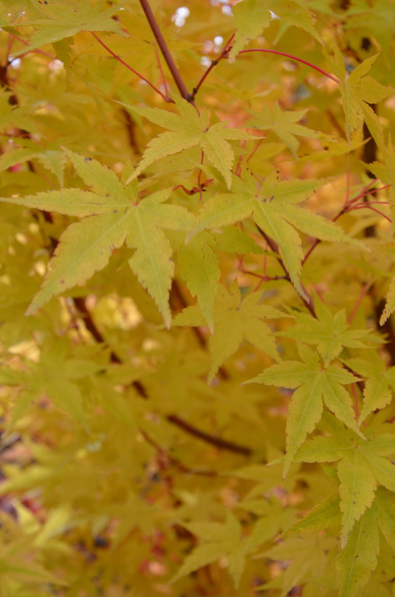 - Acer palmatum 'Winter Orange' Orange Coral Bark Japanese Maple - Mr Maple │ Buy Japanese Maple Trees