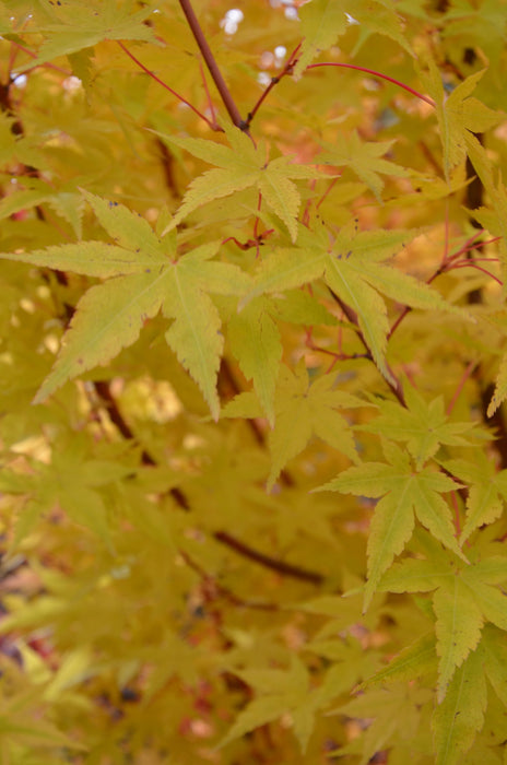 - Acer palmatum 'Winter Orange' Orange Coral Bark Japanese Maple - Mr Maple │ Buy Japanese Maple Trees