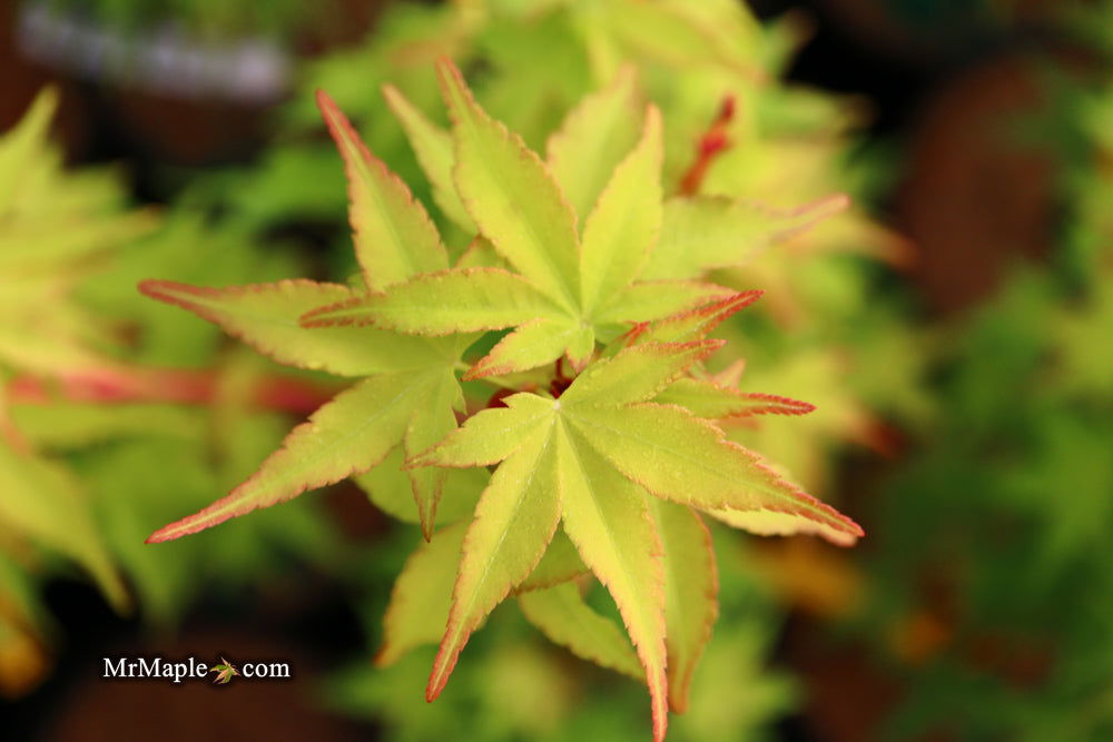 - Acer palmatum 'Winter Orange' Orange Coral Bark Japanese Maple - Mr Maple │ Buy Japanese Maple Trees