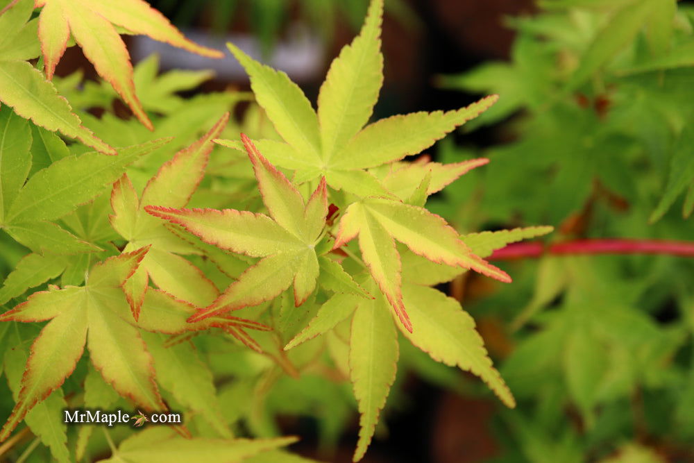 - Acer palmatum 'Winter Orange' Orange Coral Bark Japanese Maple - Mr Maple │ Buy Japanese Maple Trees