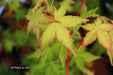 - Acer palmatum 'Winter Orange' Orange Coral Bark Japanese Maple - Mr Maple │ Buy Japanese Maple Trees