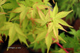 - Acer palmatum 'Winter Orange' Orange Coral Bark Japanese Maple - Mr Maple │ Buy Japanese Maple Trees