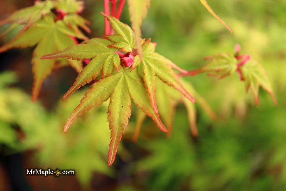 - Acer palmatum 'Winter Orange' Orange Coral Bark Japanese Maple - Mr Maple │ Buy Japanese Maple Trees