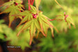 - Acer palmatum 'Winter Orange' Orange Coral Bark Japanese Maple - Mr Maple │ Buy Japanese Maple Trees