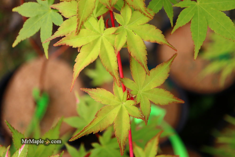 - Acer palmatum 'Winter Orange' Orange Coral Bark Japanese Maple - Mr Maple │ Buy Japanese Maple Trees