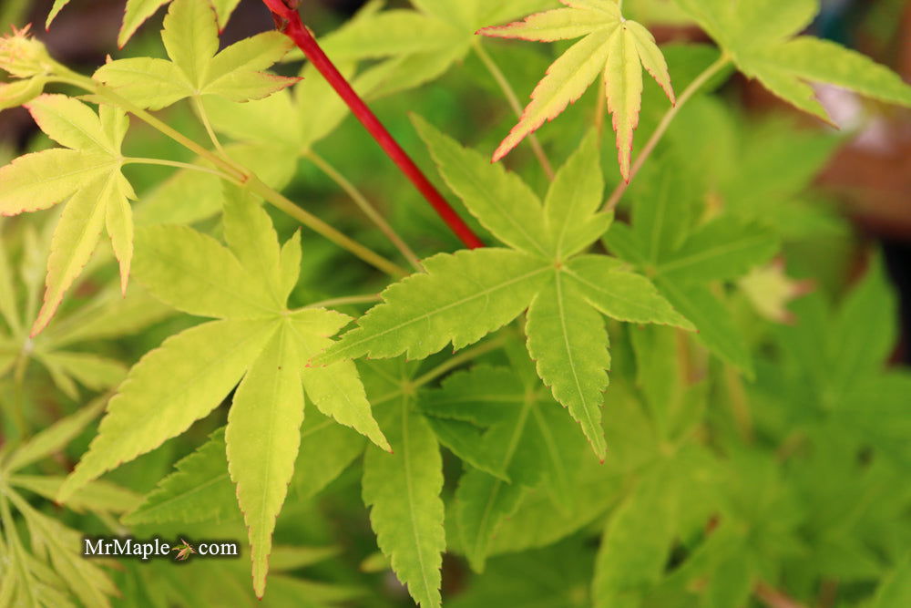 - Acer palmatum 'Winter Orange' Orange Coral Bark Japanese Maple - Mr Maple │ Buy Japanese Maple Trees