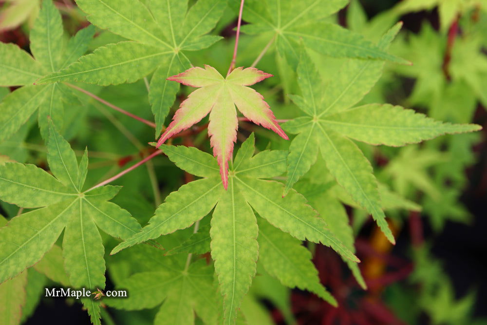 - Acer palmatum 'Winter Orange' Orange Coral Bark Japanese Maple - Mr Maple │ Buy Japanese Maple Trees