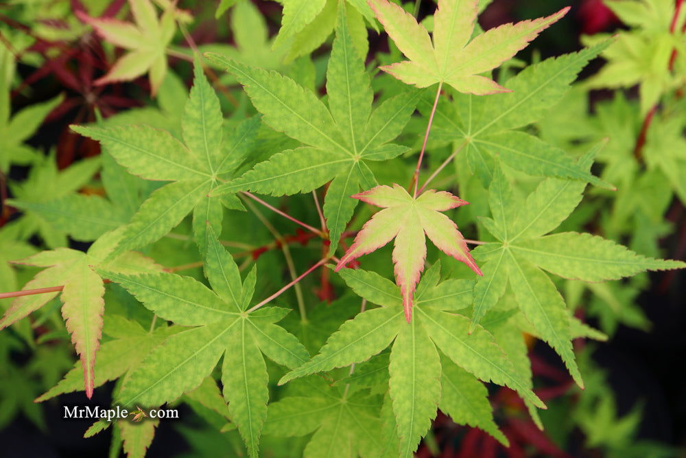 - Acer palmatum 'Winter Orange' Orange Coral Bark Japanese Maple - Mr Maple │ Buy Japanese Maple Trees