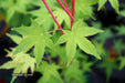 - Acer palmatum 'Winter Orange' Orange Coral Bark Japanese Maple - Mr Maple │ Buy Japanese Maple Trees