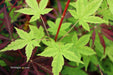 - Acer palmatum 'Winter Orange' Orange Coral Bark Japanese Maple - Mr Maple │ Buy Japanese Maple Trees