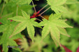 - Acer palmatum 'Winter Orange' Orange Coral Bark Japanese Maple - Mr Maple │ Buy Japanese Maple Trees