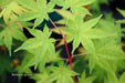 - Acer palmatum 'Winter Orange' Orange Coral Bark Japanese Maple - Mr Maple │ Buy Japanese Maple Trees