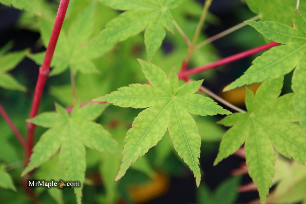 - Acer palmatum 'Winter Orange' Orange Coral Bark Japanese Maple - Mr Maple │ Buy Japanese Maple Trees