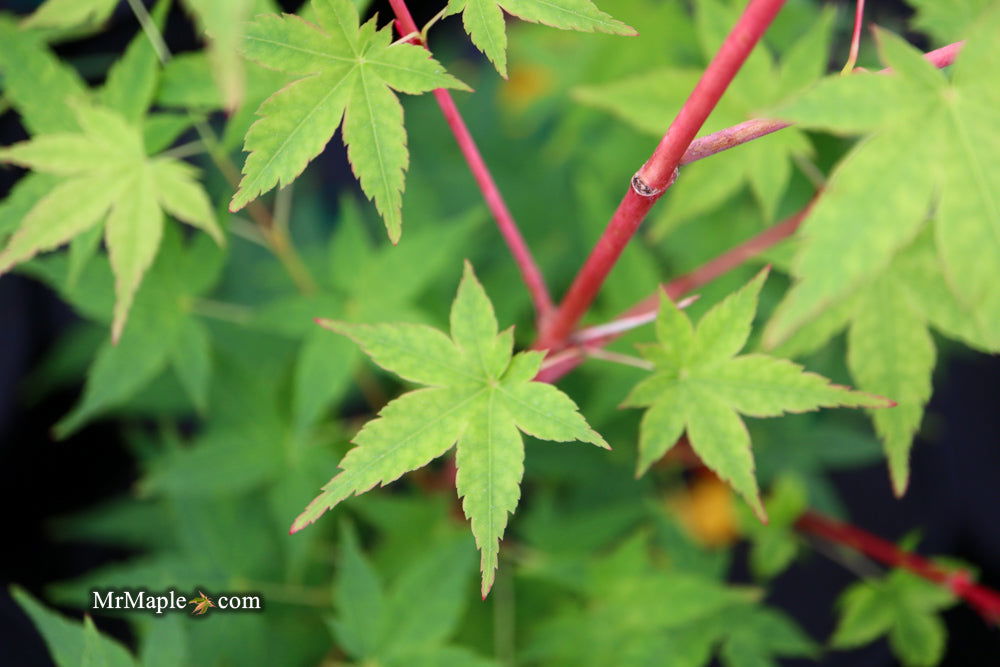 - Acer palmatum 'Winter Orange' Orange Coral Bark Japanese Maple - Mr Maple │ Buy Japanese Maple Trees