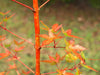 - Acer palmatum 'Winter Orange' Orange Coral Bark Japanese Maple - Mr Maple │ Buy Japanese Maple Trees