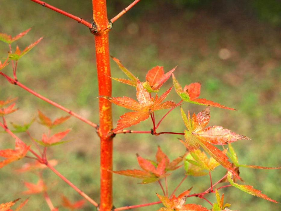 - Acer palmatum 'Winter Orange' Orange Coral Bark Japanese Maple - Mr Maple │ Buy Japanese Maple Trees