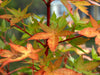 - Acer palmatum 'Winter Orange' Orange Coral Bark Japanese Maple - Mr Maple │ Buy Japanese Maple Trees