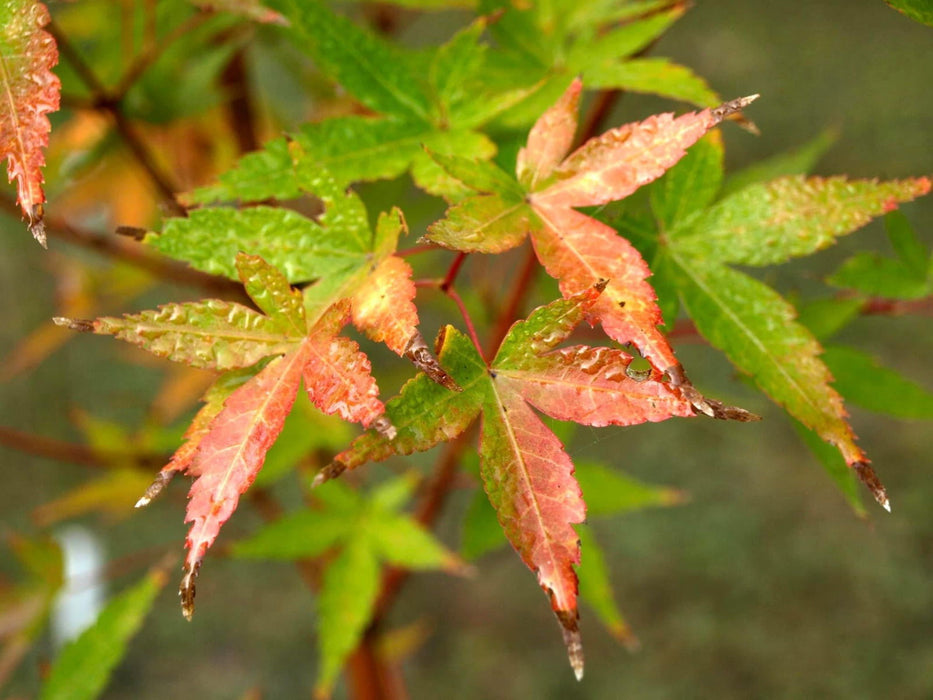 - Acer palmatum 'Winter Orange' Orange Coral Bark Japanese Maple - Mr Maple │ Buy Japanese Maple Trees