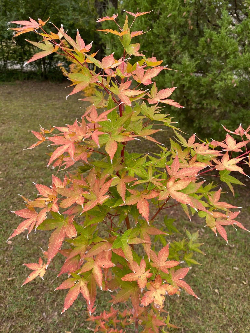 - Acer palmatum 'Winter Orange' Orange Coral Bark Japanese Maple - Mr Maple │ Buy Japanese Maple Trees