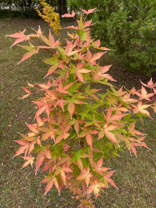 - Acer palmatum 'Winter Orange' Orange Coral Bark Japanese Maple - Mr Maple │ Buy Japanese Maple Trees