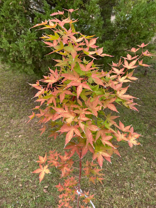 - Acer palmatum 'Winter Orange' Orange Coral Bark Japanese Maple - Mr Maple │ Buy Japanese Maple Trees