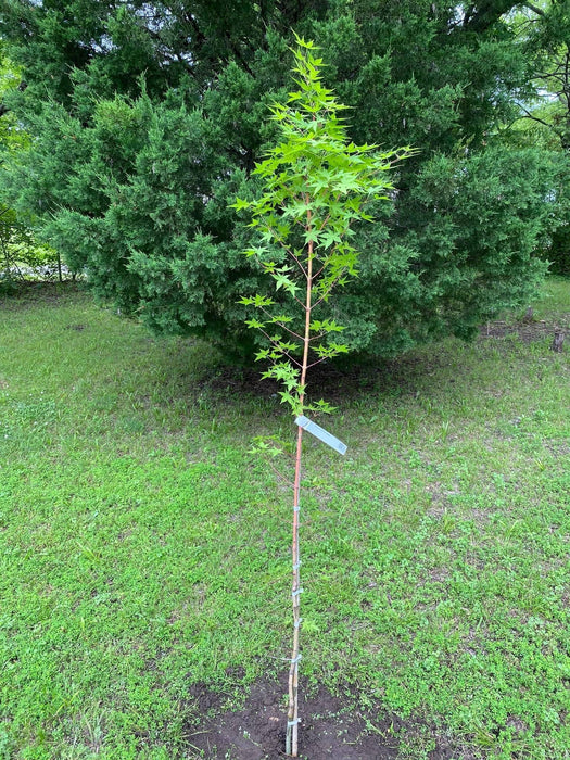 - Acer palmatum 'Winter Orange' Orange Coral Bark Japanese Maple - Mr Maple │ Buy Japanese Maple Trees