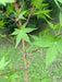 - Acer palmatum 'Winter Orange' Orange Coral Bark Japanese Maple - Mr Maple │ Buy Japanese Maple Trees