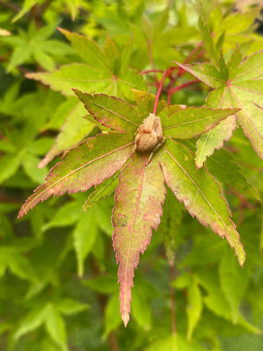 - Acer palmatum 'Winter Orange' Orange Coral Bark Japanese Maple - Mr Maple │ Buy Japanese Maple Trees