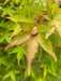 - Acer palmatum 'Winter Orange' Orange Coral Bark Japanese Maple - Mr Maple │ Buy Japanese Maple Trees