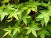 - Acer palmatum 'Winter Orange' Orange Coral Bark Japanese Maple - Mr Maple │ Buy Japanese Maple Trees