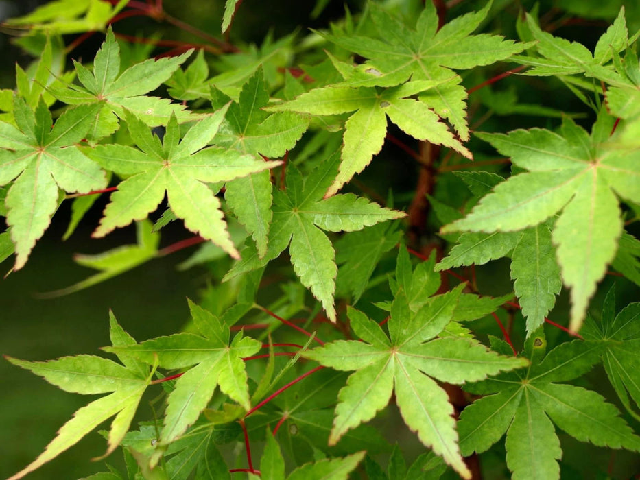 - Acer palmatum 'Winter Orange' Orange Coral Bark Japanese Maple - Mr Maple │ Buy Japanese Maple Trees