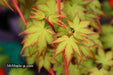 - Acer palmatum 'Winter Red' Coral Bark Japanese Maple - Mr Maple │ Buy Japanese Maple Trees