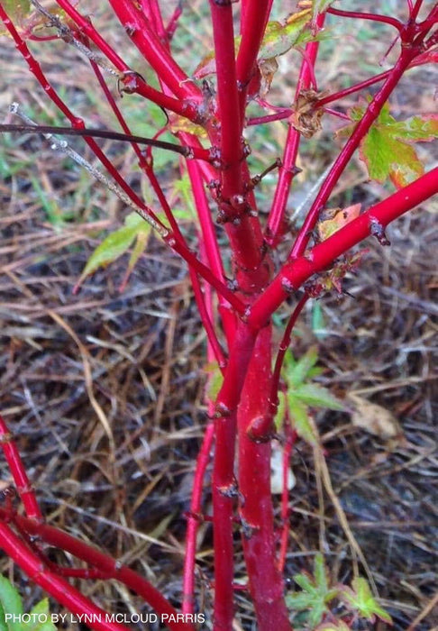 - Acer palmatum 'Winter Red' Coral Bark Japanese Maple - Mr Maple │ Buy Japanese Maple Trees