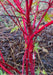 - Acer palmatum 'Winter Red' Coral Bark Japanese Maple - Mr Maple │ Buy Japanese Maple Trees