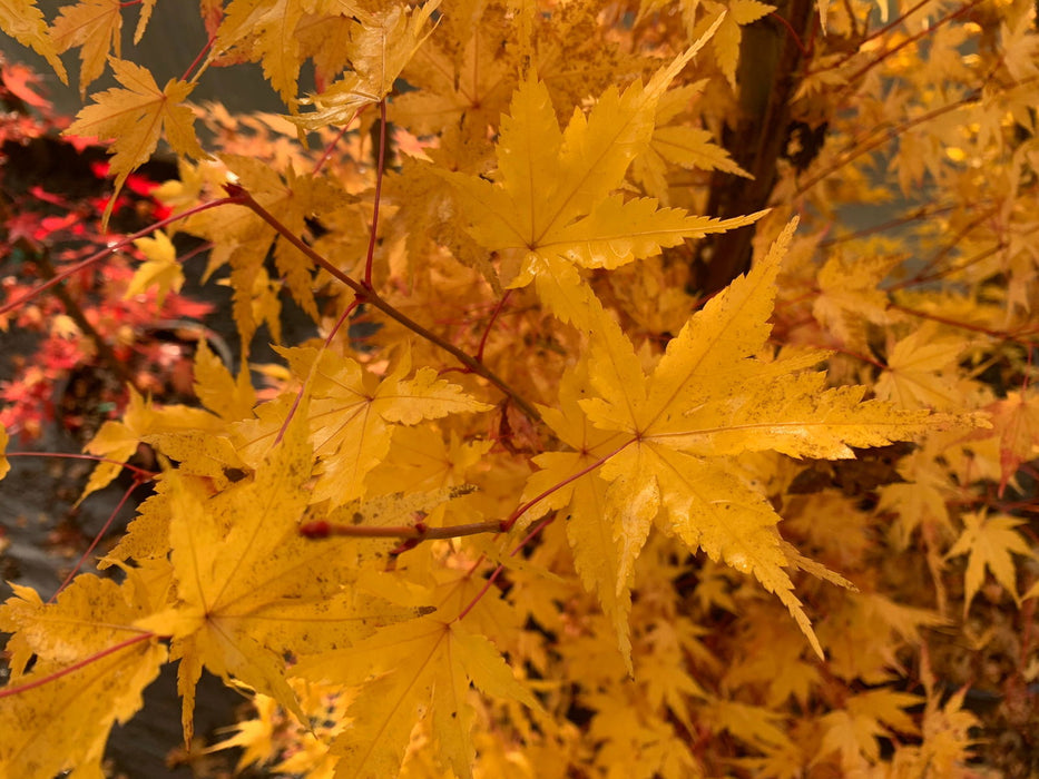 - Acer palmatum 'Winter Red' Coral Bark Japanese Maple - Mr Maple │ Buy Japanese Maple Trees