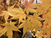 - Acer palmatum 'Winter Red' Coral Bark Japanese Maple - Mr Maple │ Buy Japanese Maple Trees