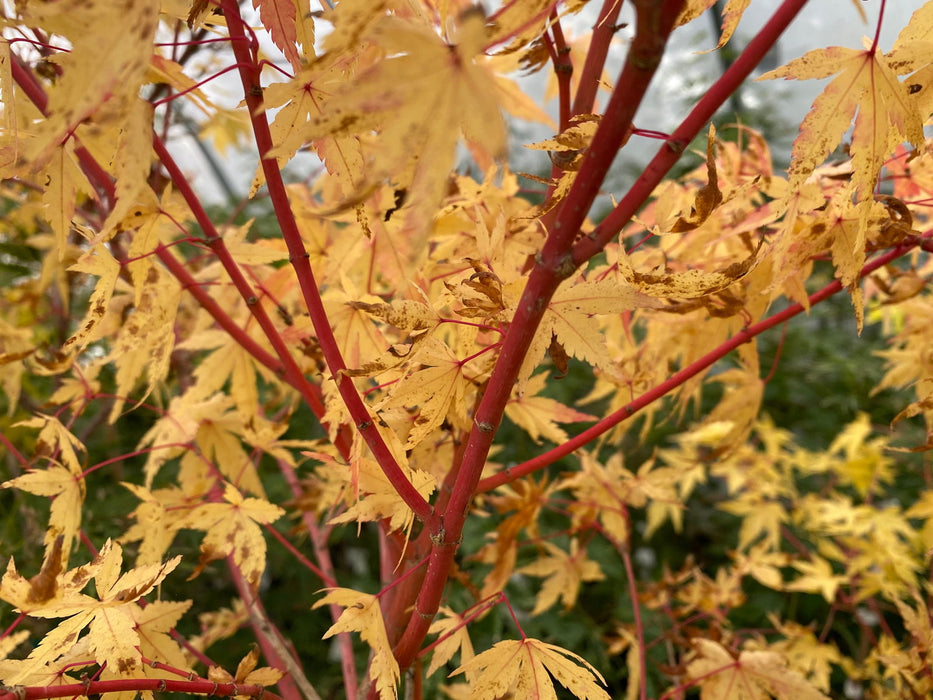 - Acer palmatum 'Winter Red' Coral Bark Japanese Maple - Mr Maple │ Buy Japanese Maple Trees