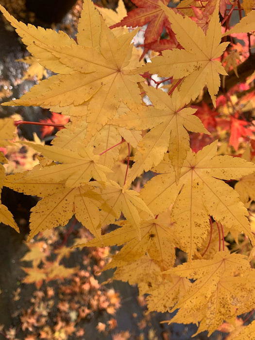 - Acer palmatum 'Winter Red' Coral Bark Japanese Maple - Mr Maple │ Buy Japanese Maple Trees