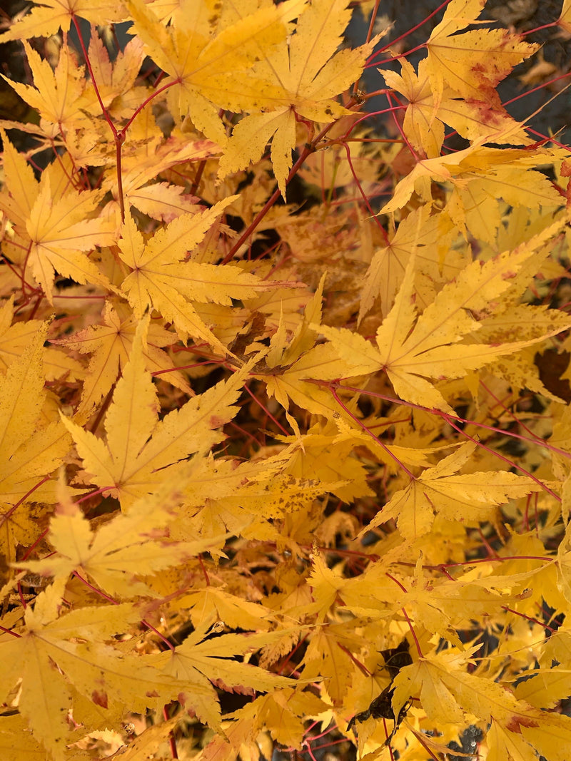 - Acer palmatum 'Winter Red' Coral Bark Japanese Maple - Mr Maple │ Buy Japanese Maple Trees