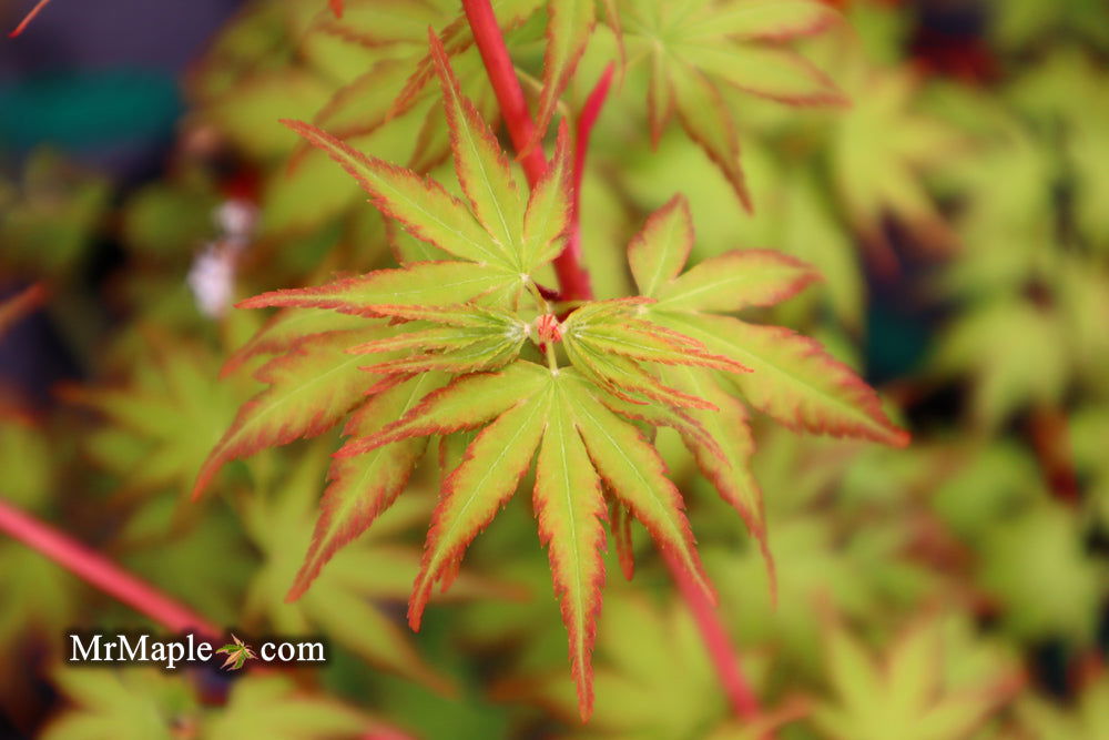 - Acer palmatum 'Winter Red' Coral Bark Japanese Maple - Mr Maple │ Buy Japanese Maple Trees