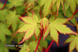 - Acer palmatum 'Winter Red' Coral Bark Japanese Maple - Mr Maple │ Buy Japanese Maple Trees