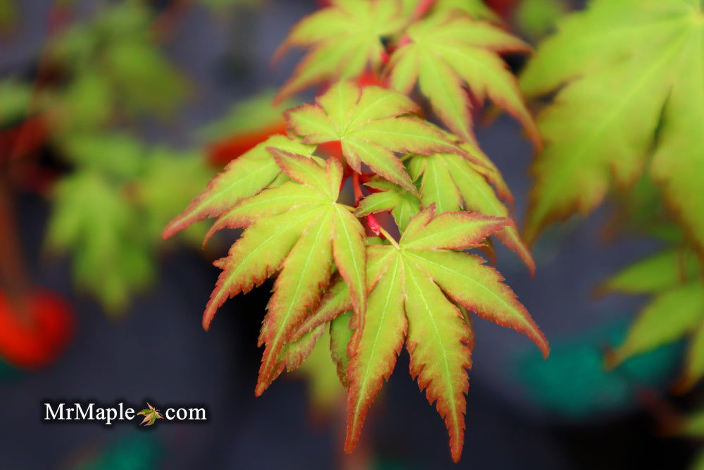 - Acer palmatum 'Winter Red' Coral Bark Japanese Maple - Mr Maple │ Buy Japanese Maple Trees