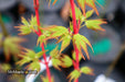 - Acer palmatum 'Winter Red' Coral Bark Japanese Maple - Mr Maple │ Buy Japanese Maple Trees