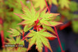 - Acer palmatum 'Winter Red' Coral Bark Japanese Maple - Mr Maple │ Buy Japanese Maple Trees