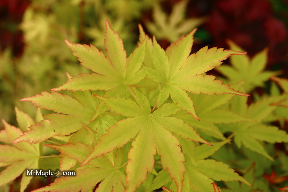 - Acer palmatum 'Winter Red' Coral Bark Japanese Maple - Mr Maple │ Buy Japanese Maple Trees