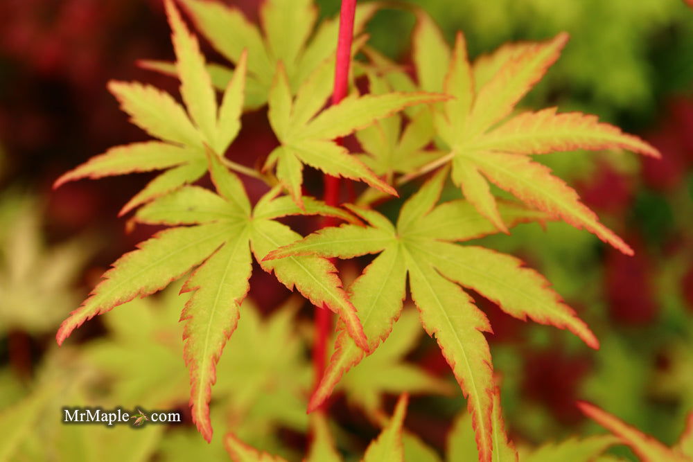 - Acer palmatum 'Winter Red' Coral Bark Japanese Maple - Mr Maple │ Buy Japanese Maple Trees