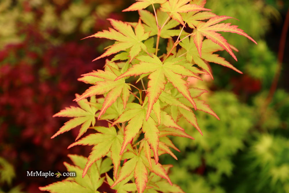 - Acer palmatum 'Winter Red' Coral Bark Japanese Maple - Mr Maple │ Buy Japanese Maple Trees