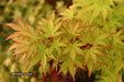 - Acer palmatum 'Winter Red' Coral Bark Japanese Maple - Mr Maple │ Buy Japanese Maple Trees