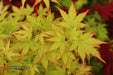 - Acer palmatum 'Winter Red' Coral Bark Japanese Maple - Mr Maple │ Buy Japanese Maple Trees